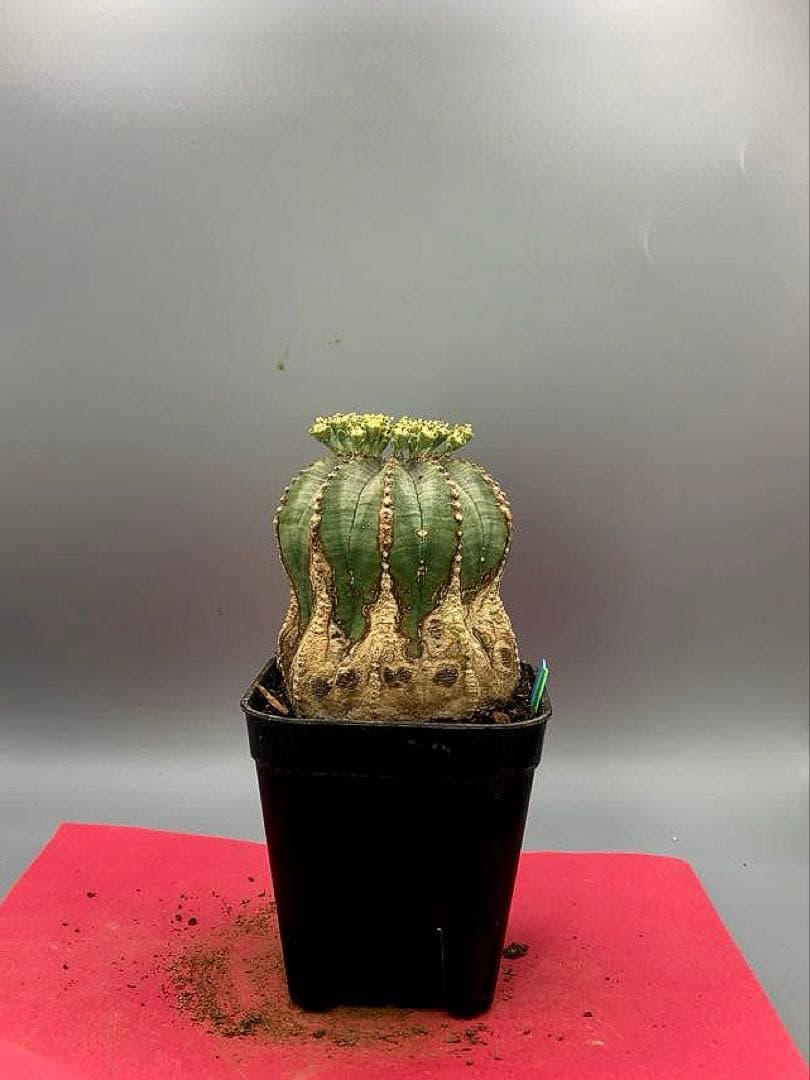 《2.5号GB》ユーフォルビア　オールドオベサ　雄株