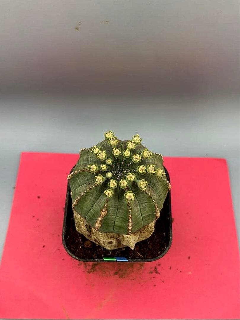 《2.5号GB》ユーフォルビア　オールドオベサ　雄株