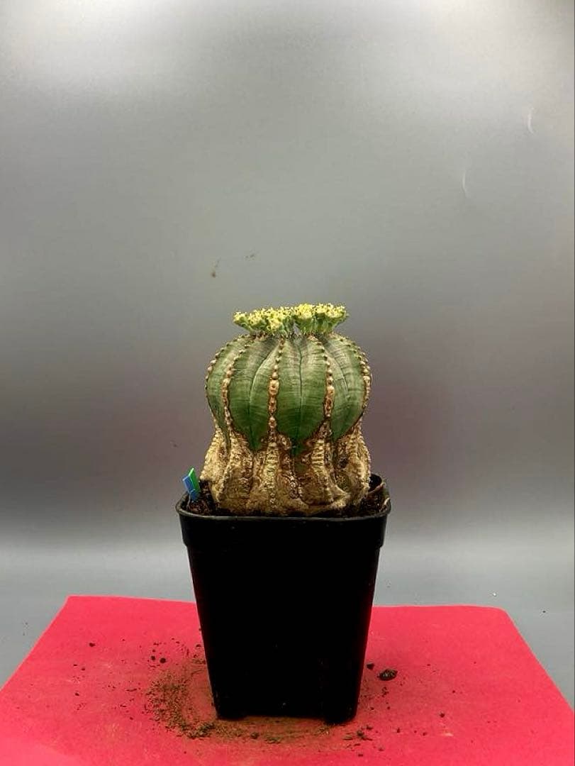 《2.5号GB》ユーフォルビア　オールドオベサ　雄株