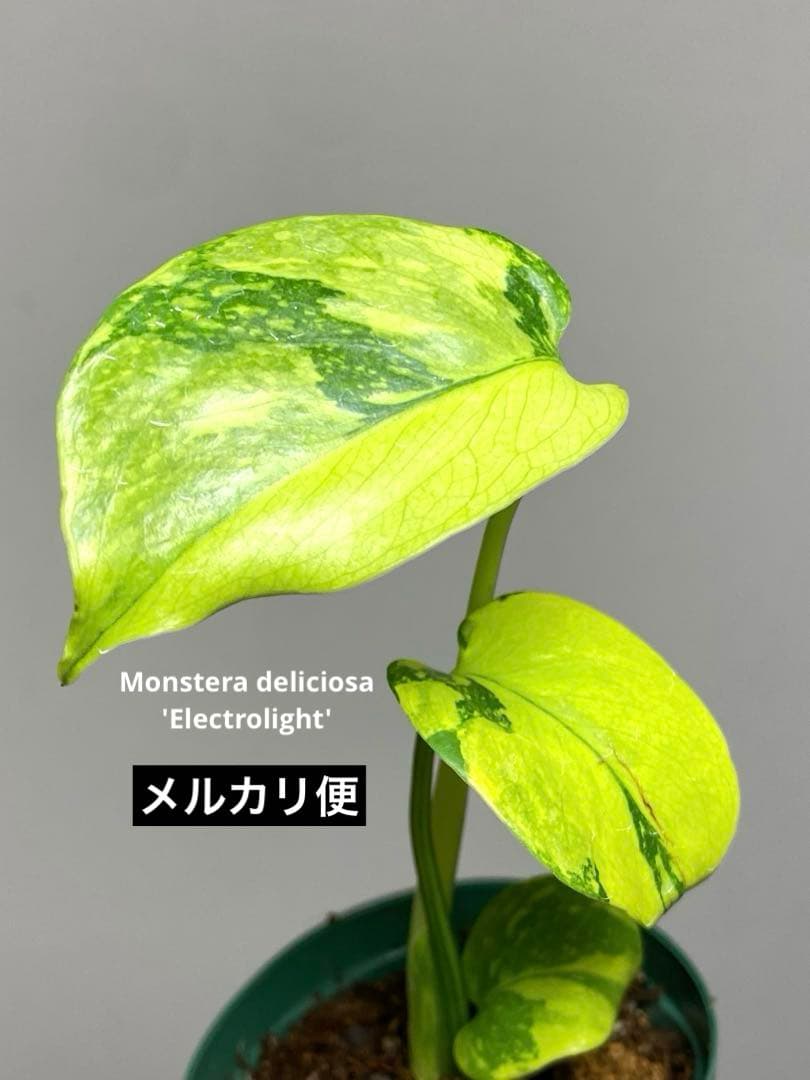 超美株✨超希少‼️】モンステラ エレクトロライト 斑入り レア 人気