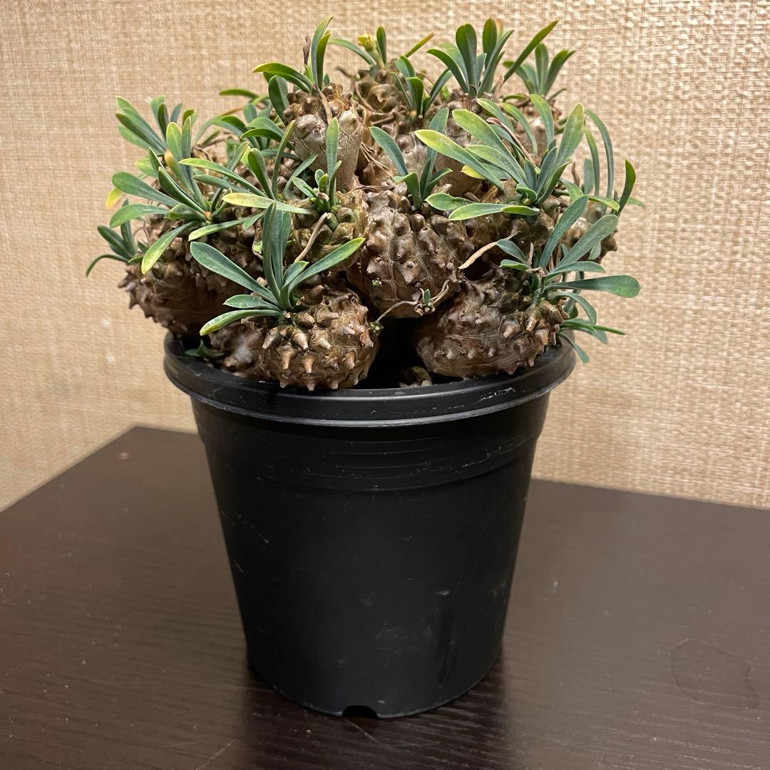 ユーフォルビア 峨眉山 4号鉢 - メルカリ