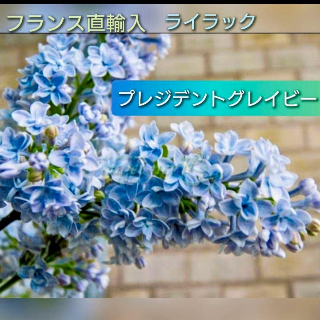 宿根【フランス産直輸入】ライラック『プレジデントグレイビー