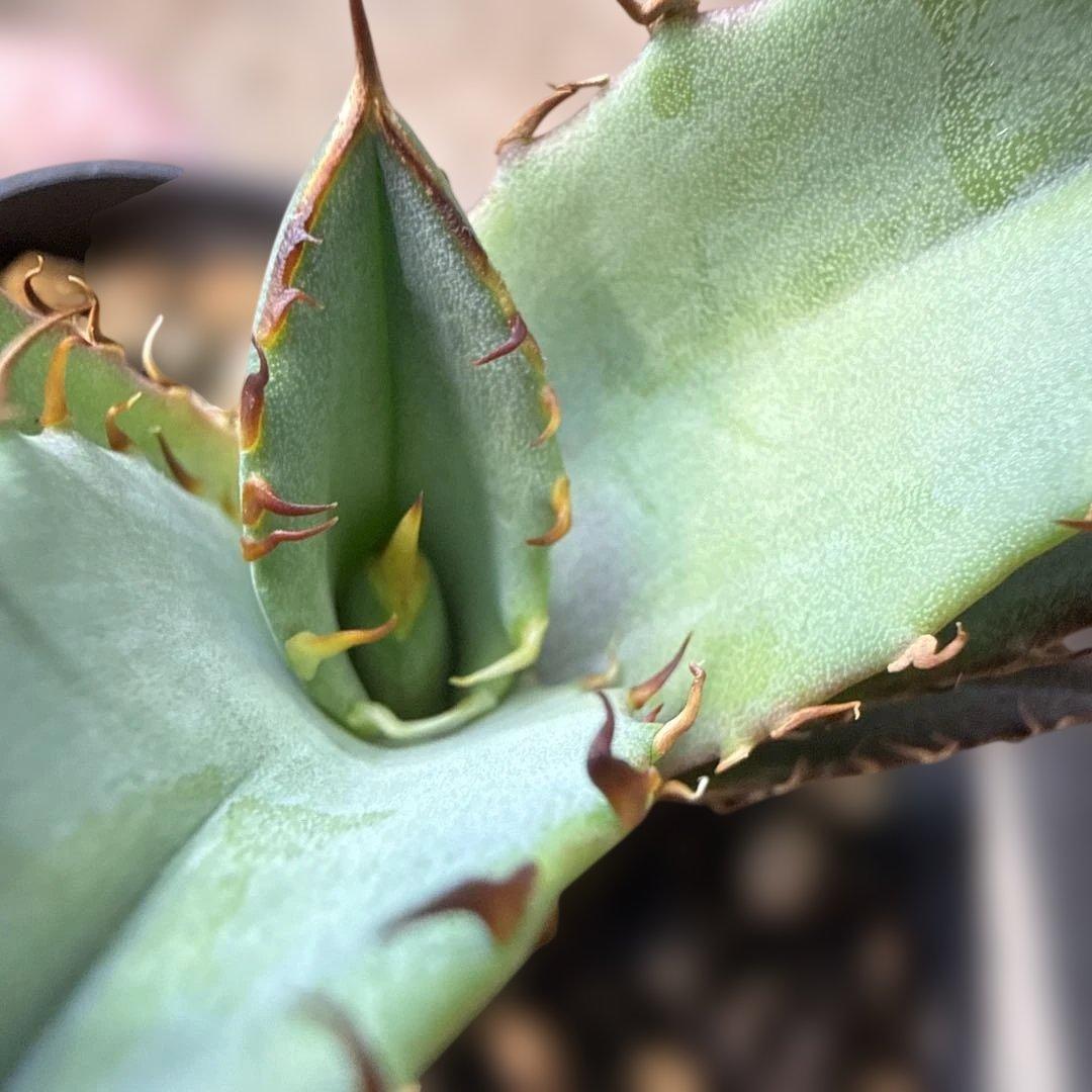 100 アガベ 青葉 オテロイ実生 選抜 チタノタ オアハカ ブルー - メルカリ