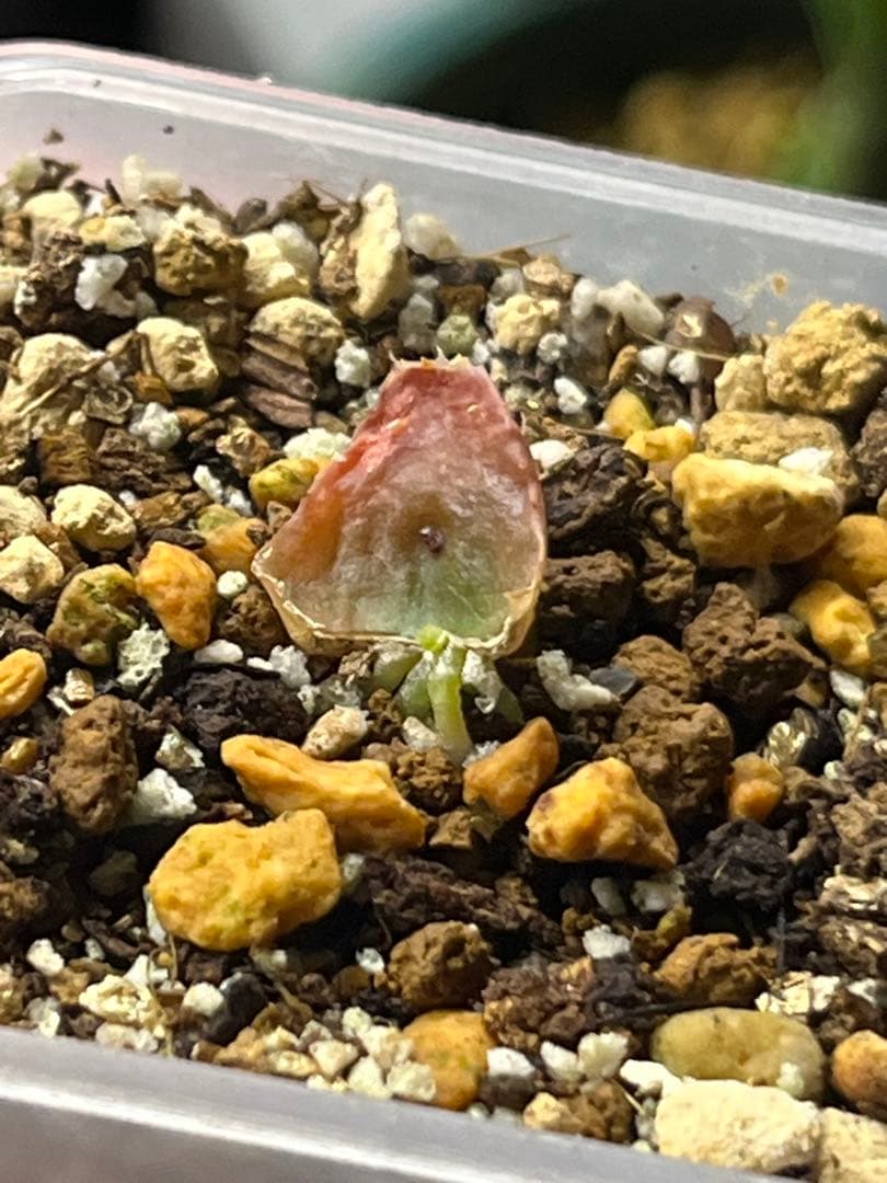 ハオルチア 王蟲 葉挿し 発根発芽済み - メルカリ