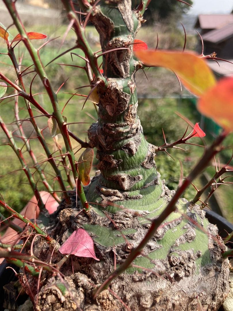 週末限定価格】【塊根幅13cm】フォークイエリア ファシクラータ 特大美株