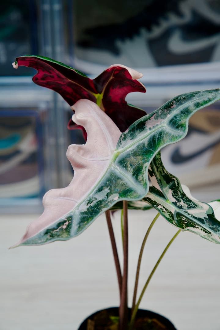 アロカシア ノビリス ピンク A01【マドカズラ モンステラ 斑入り