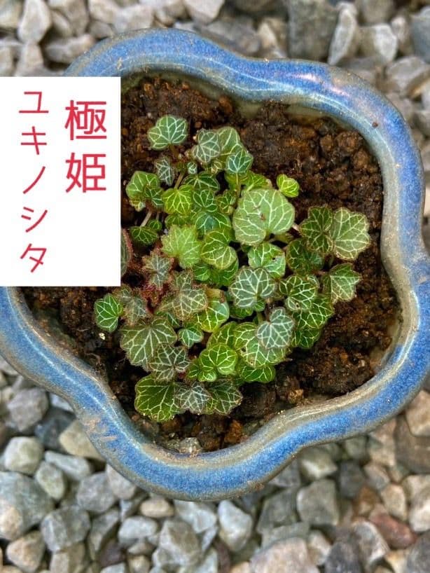 パルダリウム 屋久島 極姫ユキノシタ - メルカリ