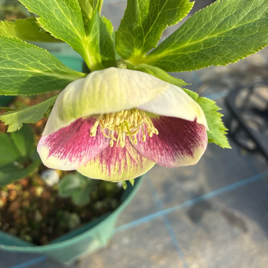 クリスマスローズ リバーシブル グリーンフラッシュ 7寸 希少 - メルカリ