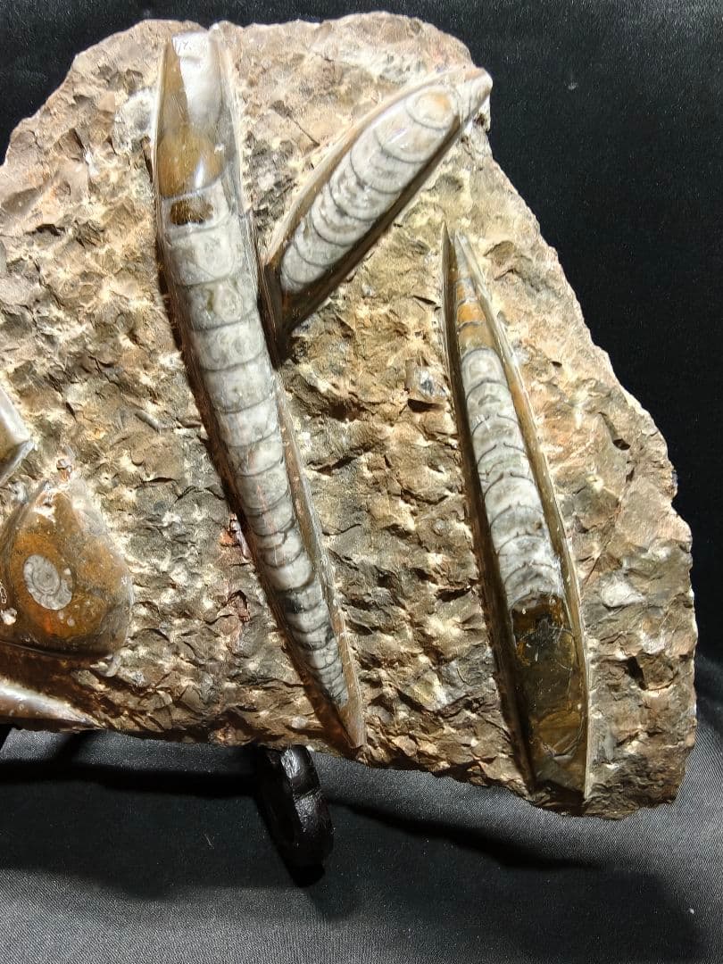 天然化石 オルソセラス+アモナイト 置物 天然石 骨董 旧家蔵出し 蒐集