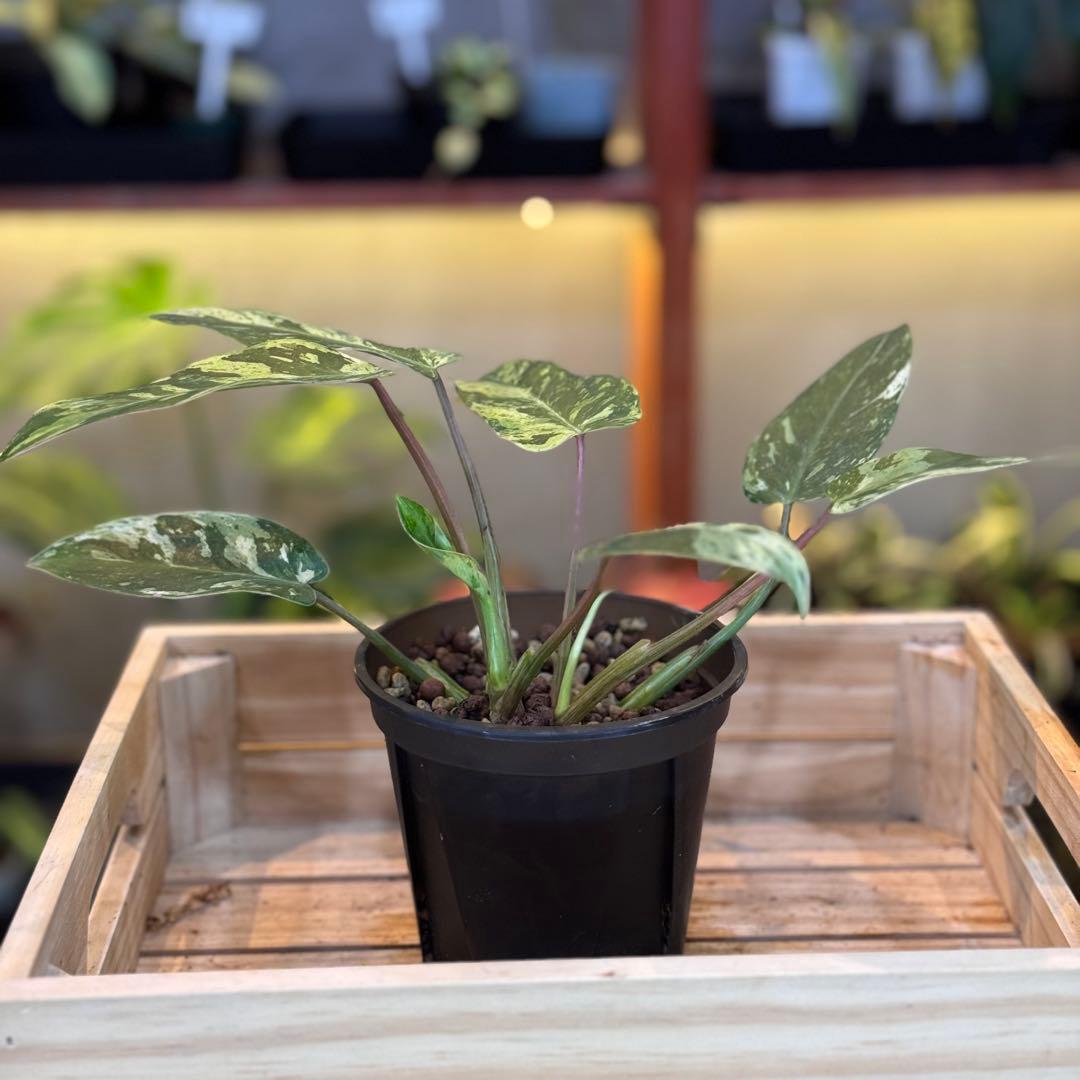 24 フィロデンドロン エメラルドクイーン 斑入り 激レア - メルカリ