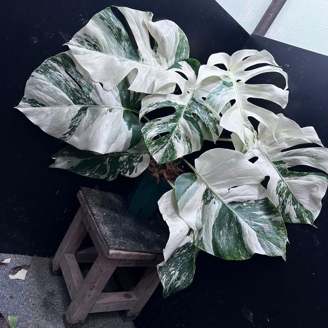 斑入りモンステラ ホワイトタイガー極美大株55cm白斑多 - メルカリ