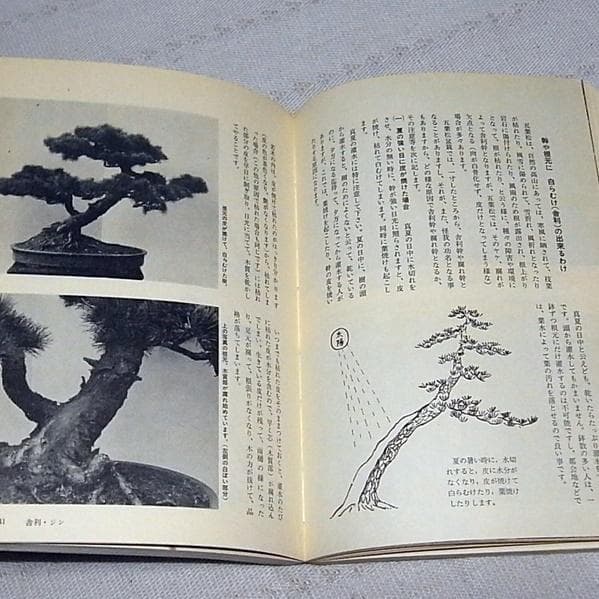 図解 盆栽樹形の作り方 五葉松盆栽の整姿 阿部倉吉 三友社 - メルカリ