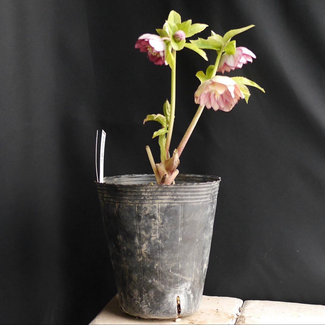 2295 紅白の輝き クリスマスローズ 開花株