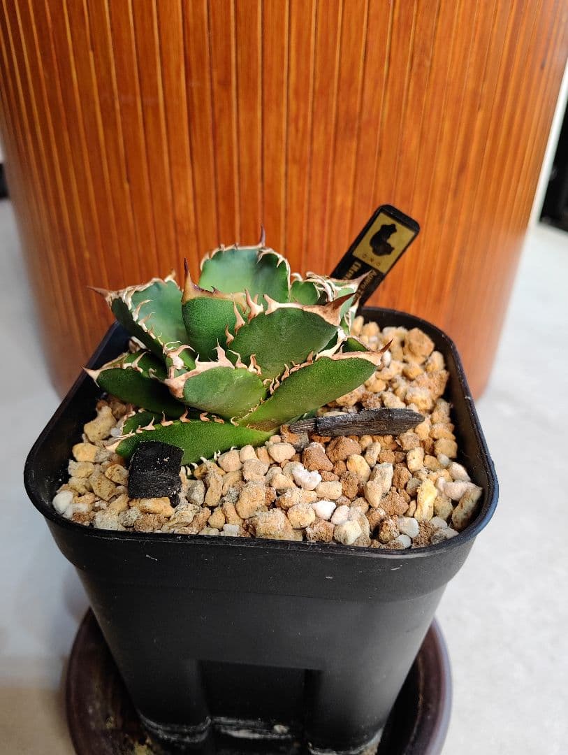 アガベ オテロイ実生選抜(メキシコ産種子)④ - メルカリ