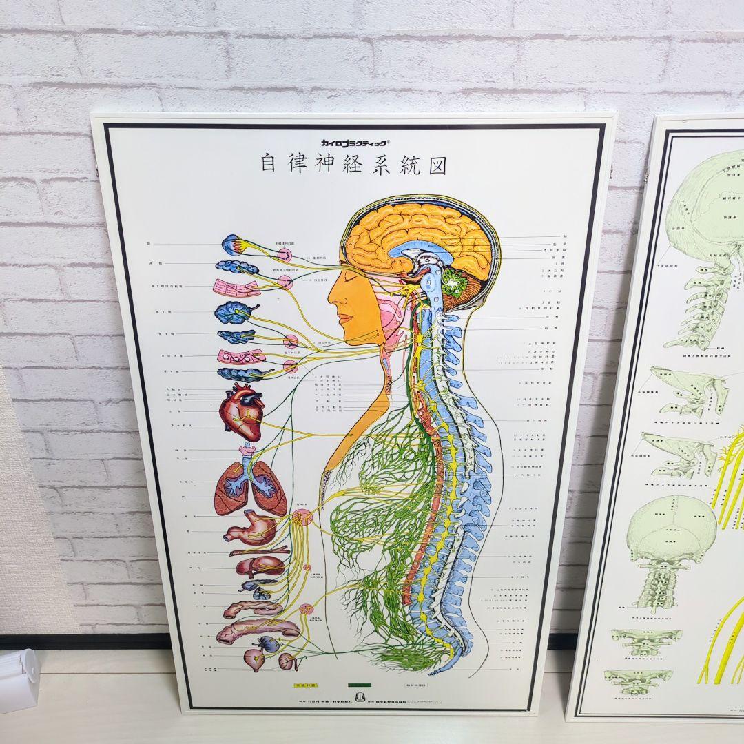 4枚セット！人体神経系統図パネル 自律神経系統図パネル - メルカリ
