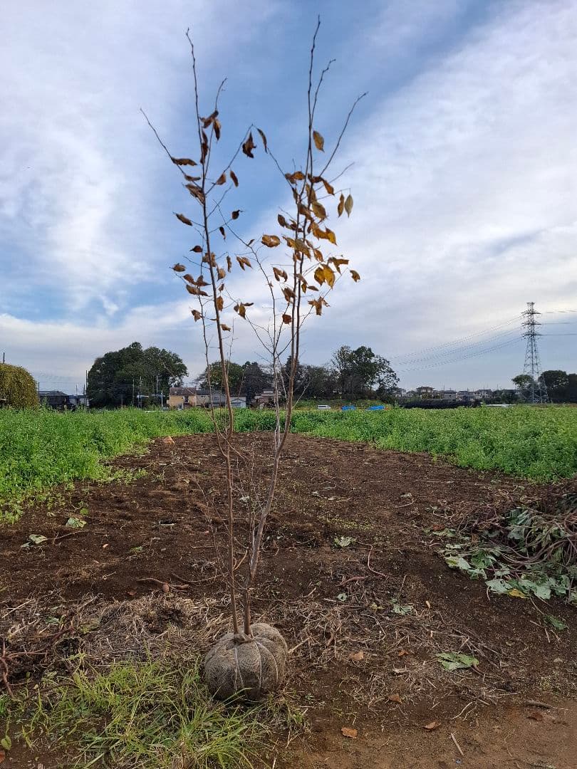 アブラチャン 雑木 ーーアオダモ アオハダ モミジ 山彩りーー