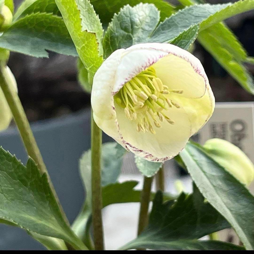 プ*ン様 3405☘️蕾付き☘️⭐️超小輪⭐️コロコロ手毬咲き⭐️ピコティー⭐️