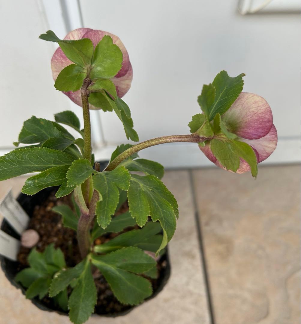 クリスマスローズ 毬姫 グロス系 加藤農園 - メルカリ