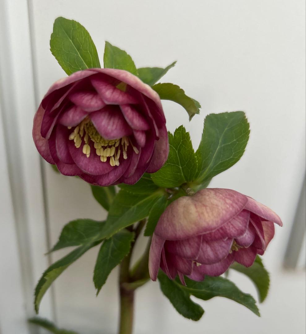 クリスマスローズ 毬姫 グロス系 加藤農園 - メルカリ