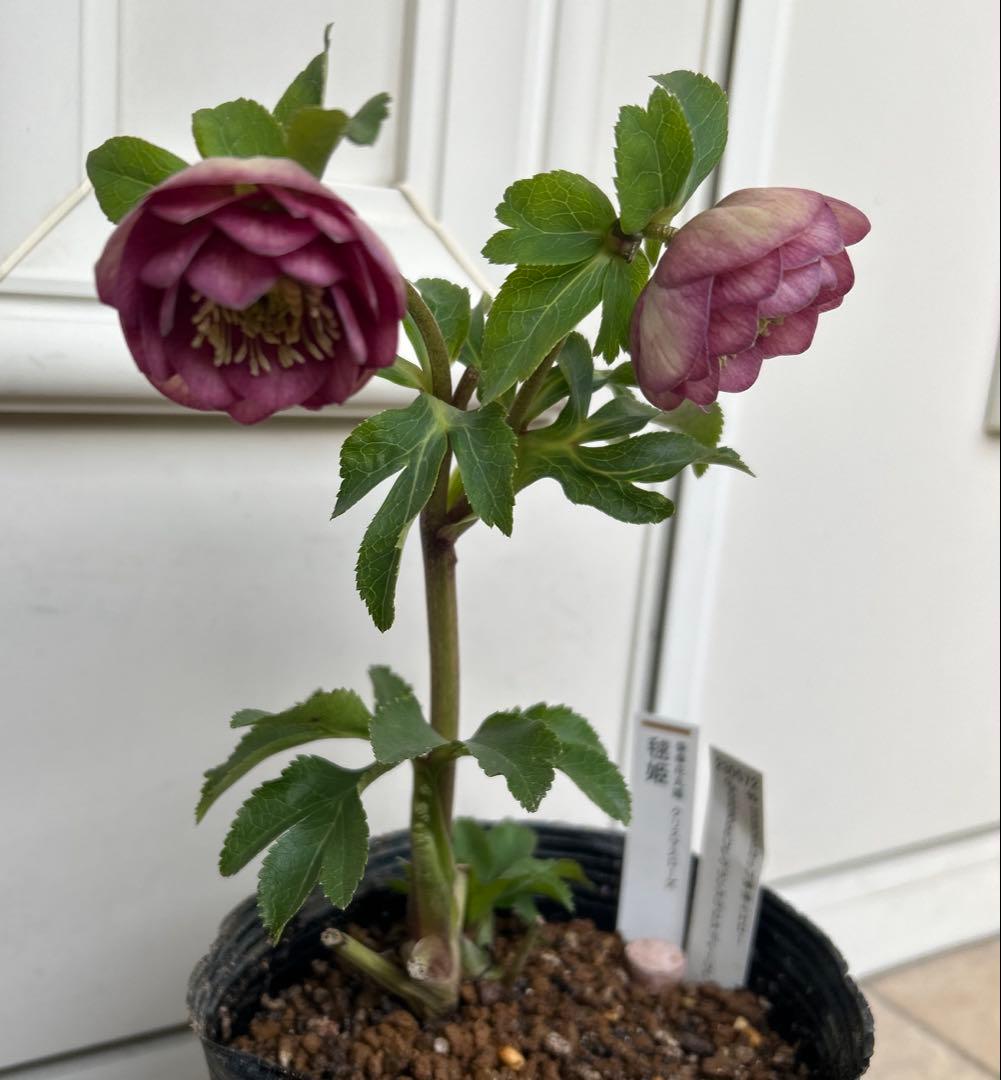 クリスマスローズ 毬姫 グロス系 加藤農園 - メルカリ