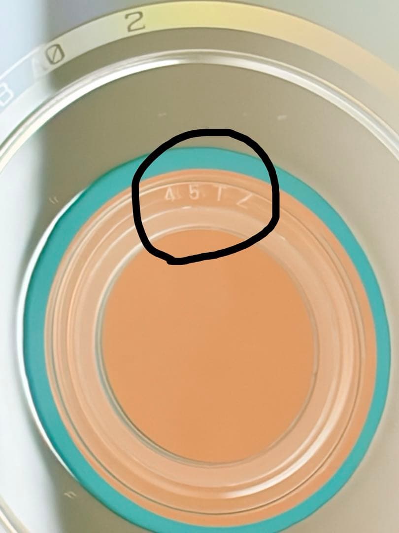 【正規品実証あり】 【激レア】 Man 素顔4 DVD