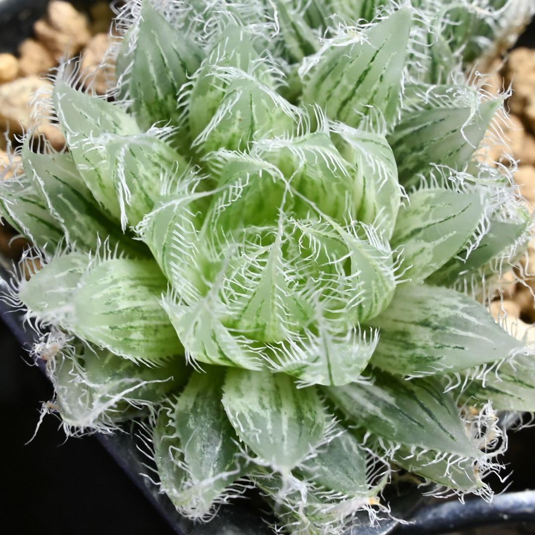 ハオルチア アラネア・ギガス錦 極上斑 - メルカリ