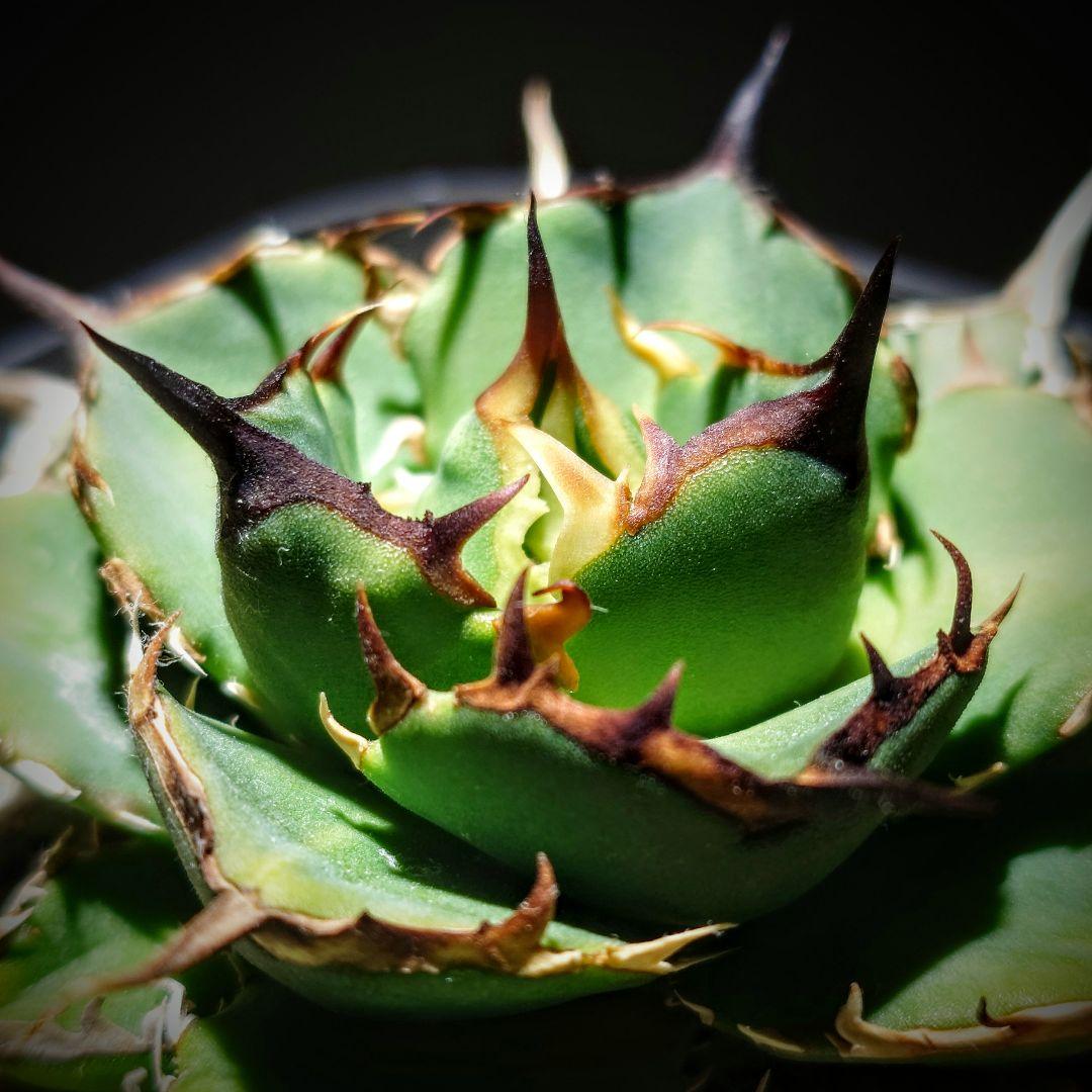 アガベ チタノタ Nova イラン株 reza産