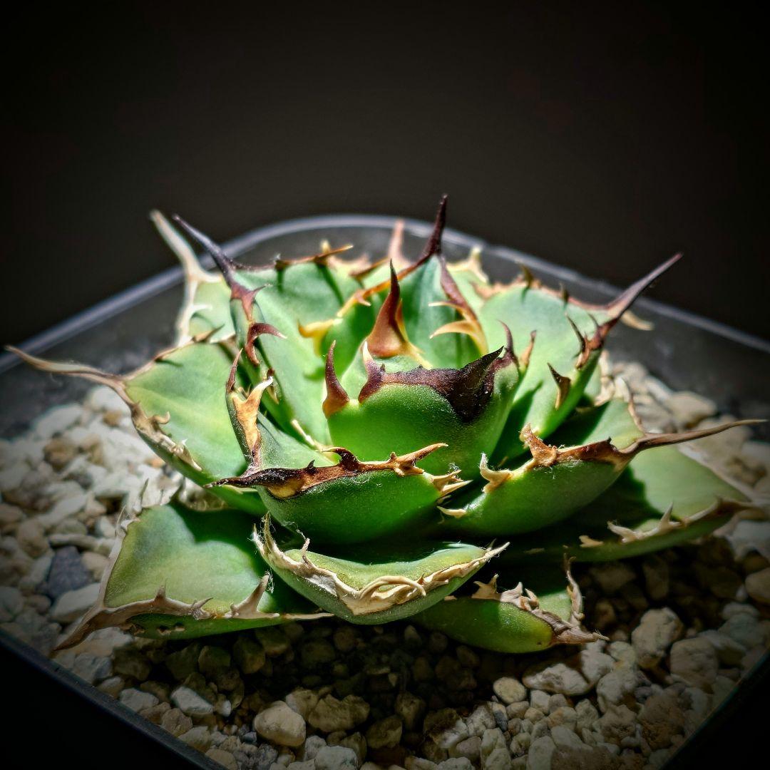 アガベ　チタノタ　Nova イラン株 reza産 アガベ チタノタ Nova イラン株 reza産