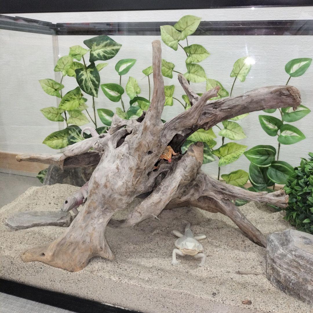 No.1156】レア形状シェルター流木 爬虫類レイアウト✫インテリア