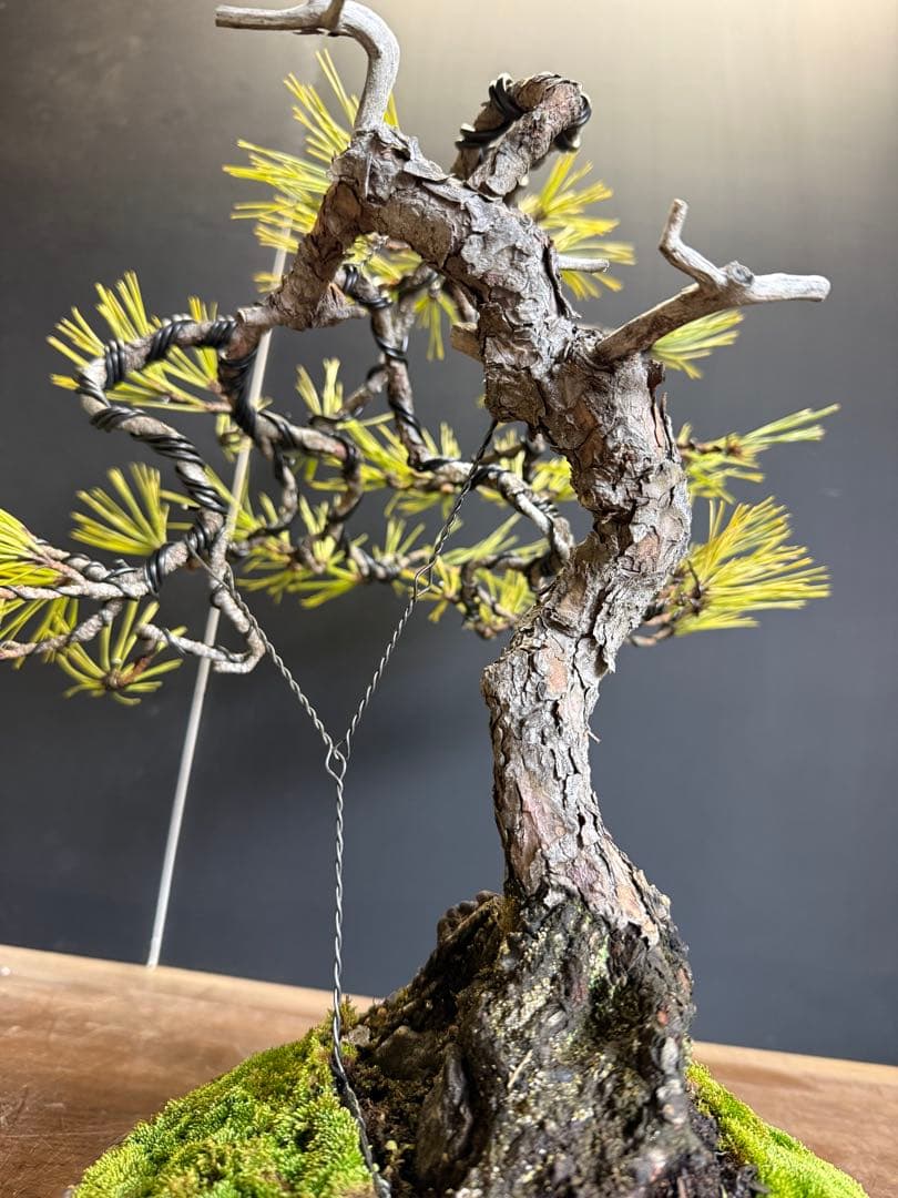 特別オークション 赤松盆栽文人木石付き古木苔即戦力 - メルカリ