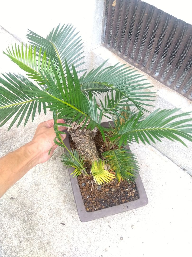 Norito様専用 ソテツ 盆栽 8号陶器鉢つき - メルカリ