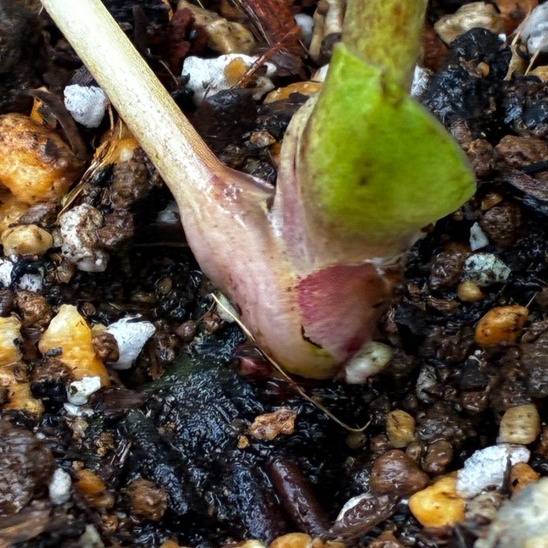 u*0様 3467☘️極上☘️花タグ付☘️強香⭐️かぐや姫⭐️フレグランスオーレ