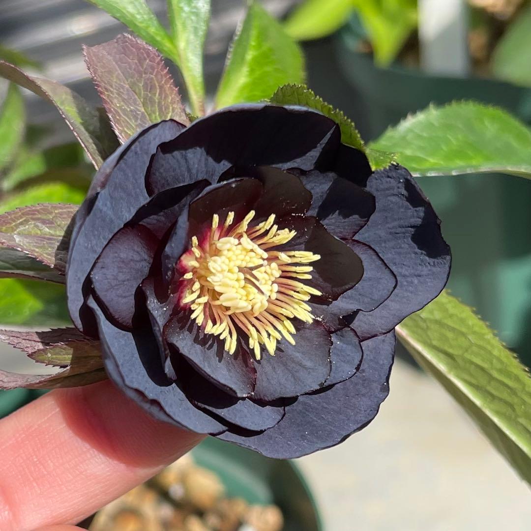 クリスマスローズ ddブラック - メルカリ