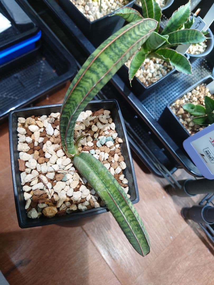 サンスベリア タンザニアアルシャ Sansevieria サンセベリア 希少
