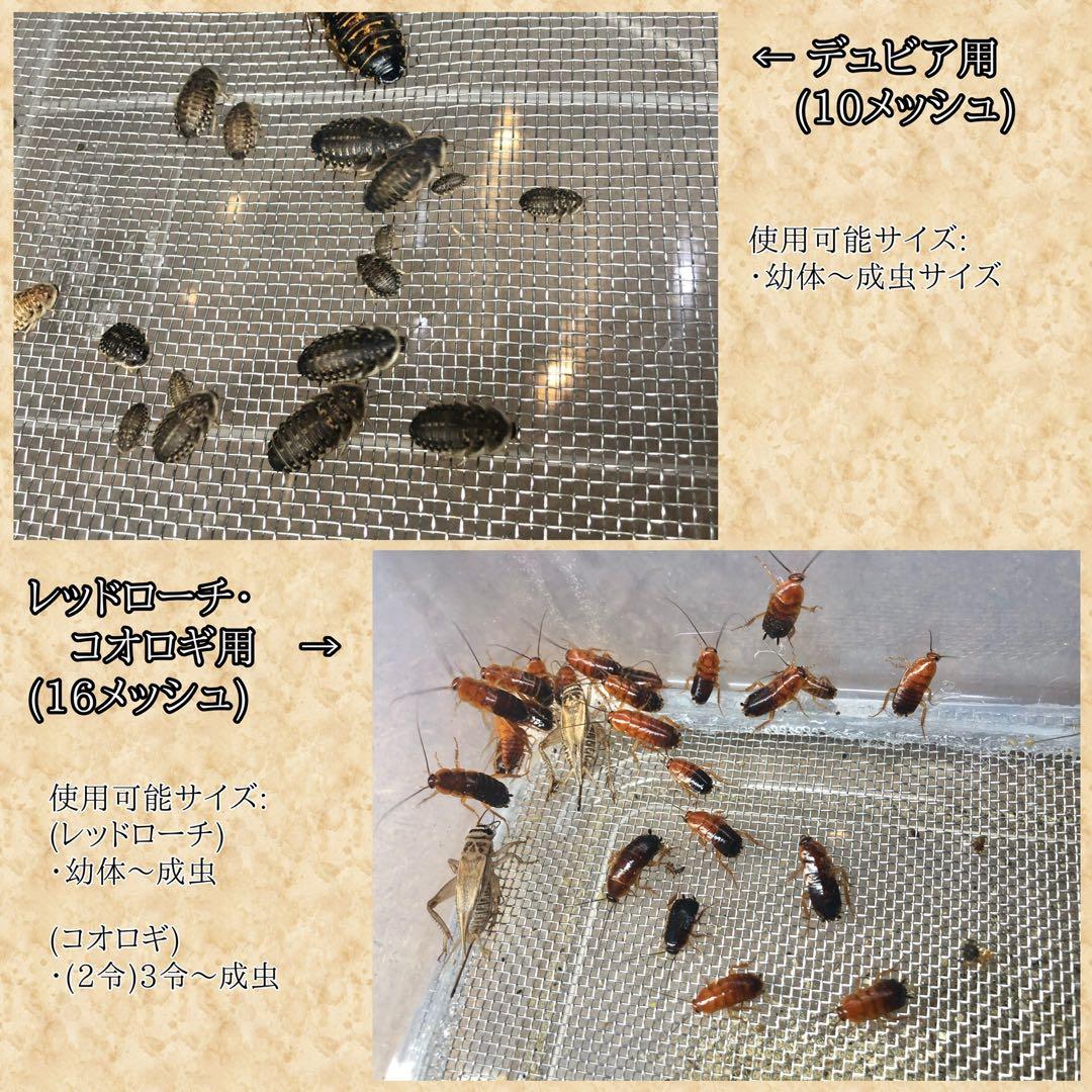 Piiiiiiiiii様　S ((フル))