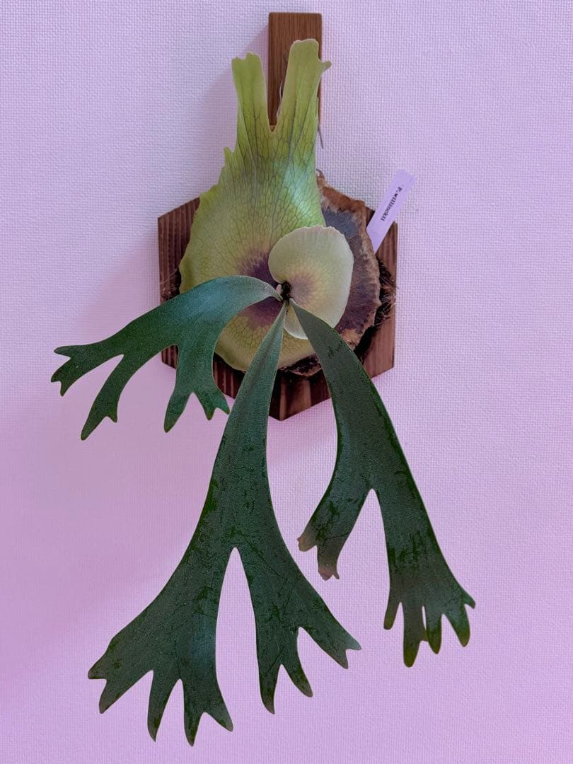 P. willinckii spore - メルカリ