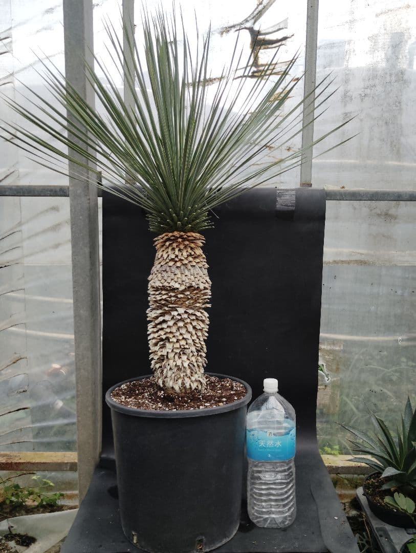 ユッカ　ロストラータ　ブルーベルベット　大株　幹立ち ユッカ ロストラータ ブルーベルベット 大株 幹立ち ユッカ