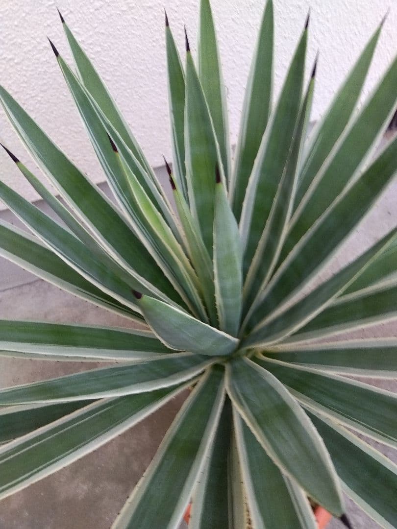 よっち様専用 アガベ ハクセンコウ 白閃光 - メルカリ