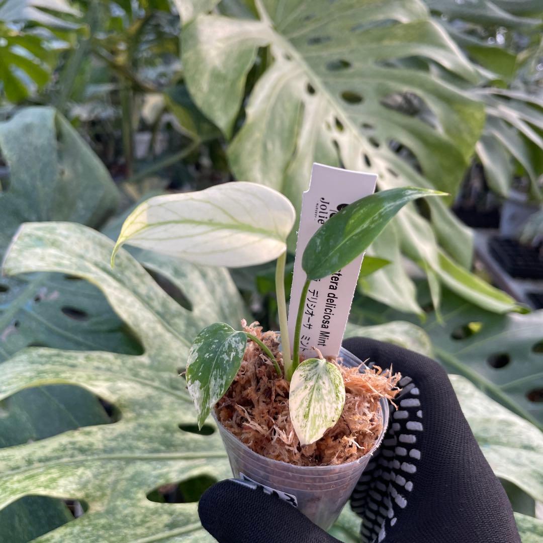 DM3モンステラ デリシオーサ ミント斑入り 2寸ポリポット ネコポス発送