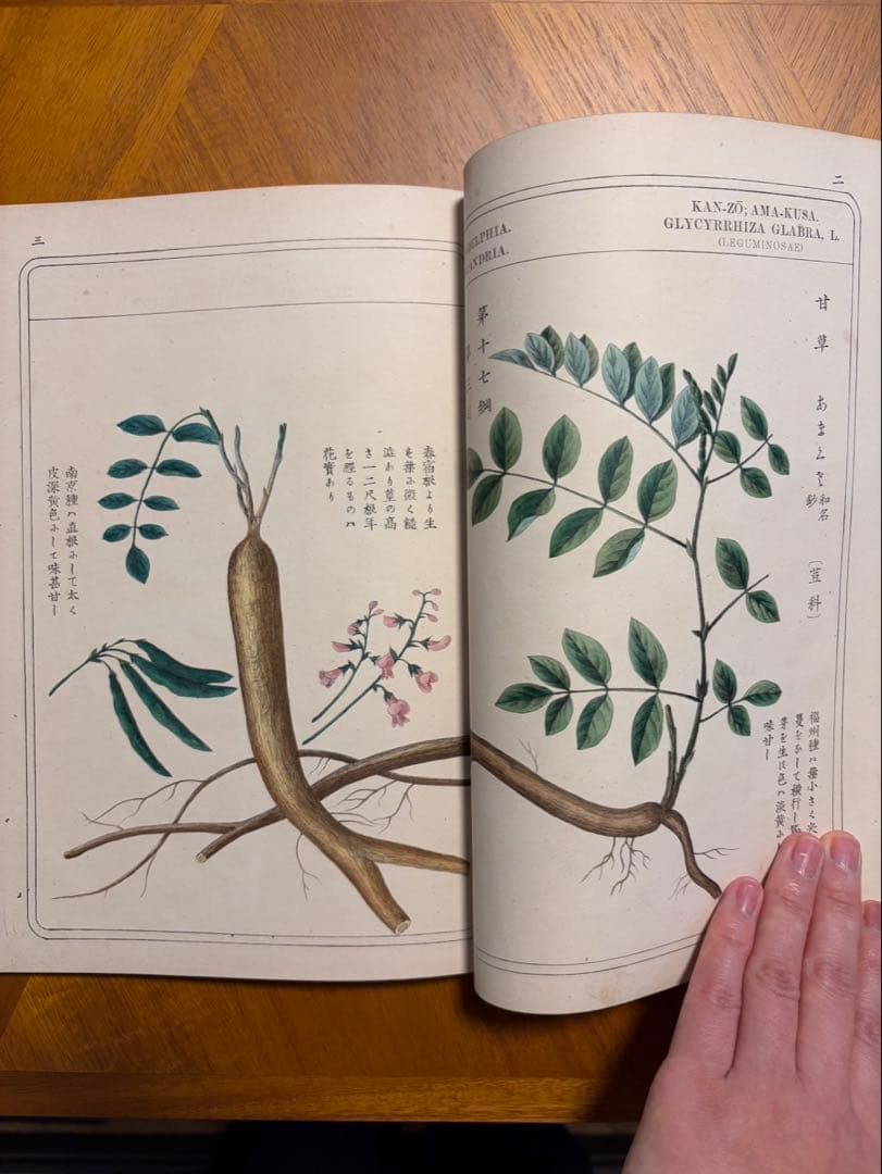 本草図譜 故岩﨑常正著 九皐堂蔵版　小野職愨校閲/鶴田清次補正