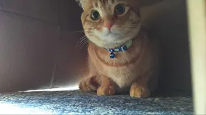 WS みくるをプロデュース ハルヒ 夏の眼福 ハルヒ&みくる PR 4枚セット