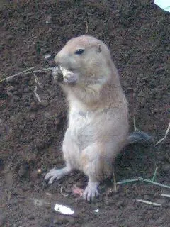 socketmobile DuraScan D750 スマレジ - メルカリ