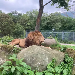 PSA10 白の聖女エクレシア 25th QCSE クオシク 烙印 - メルカリ