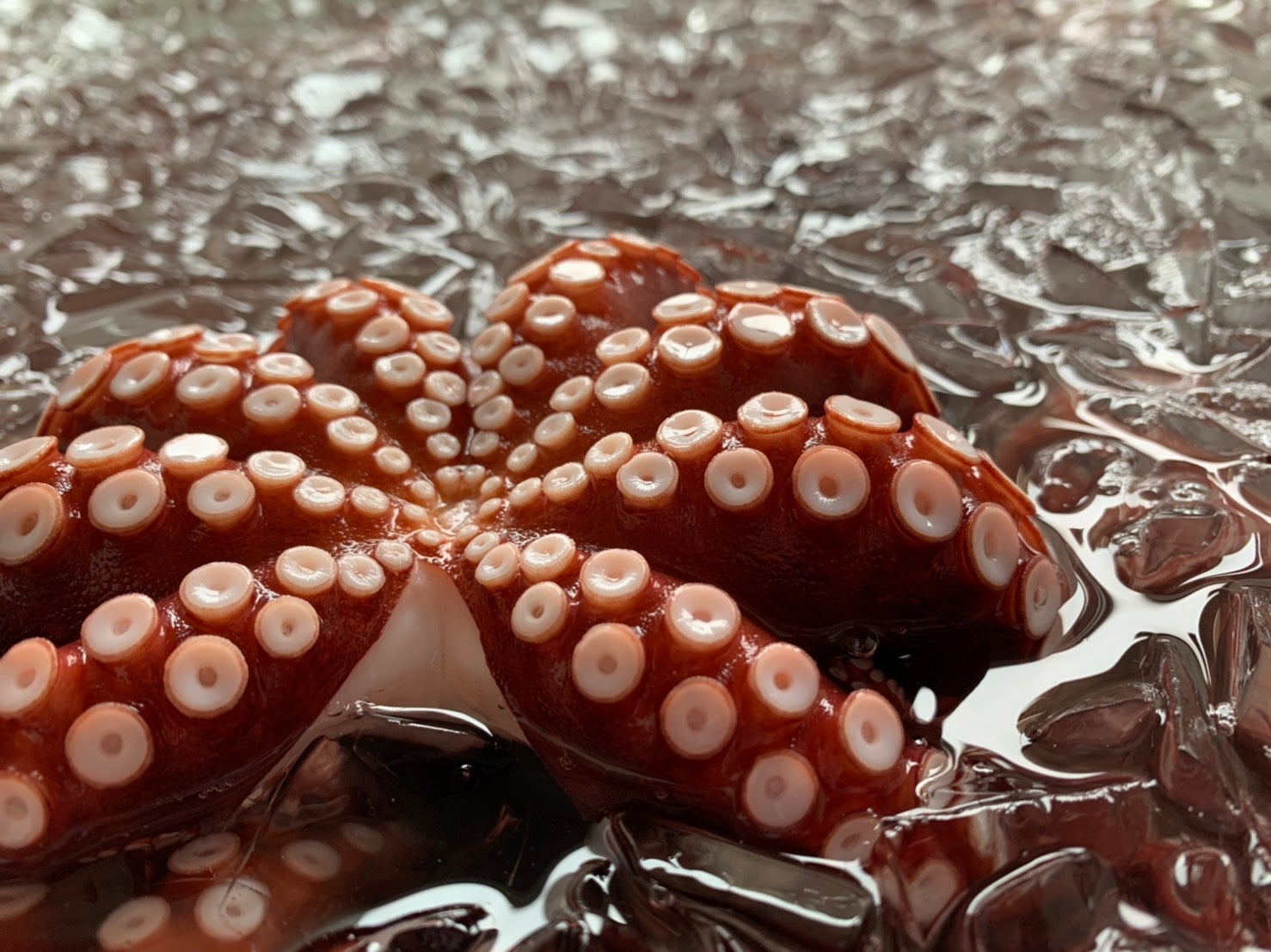 Makuake｜百年蛸。百年タコを茹で続けた男たちの「究極の茹でタコ」を