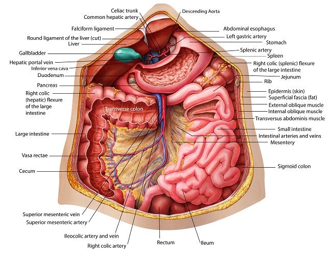 人体はアートだ！3つ並べて1つの作品に！知的好奇心が刺激される