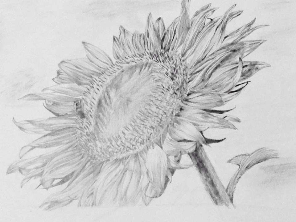 鉛筆デッサン 〜向日葵〜 - RIKOM72'S GALLERY | minne byGMOペパボ