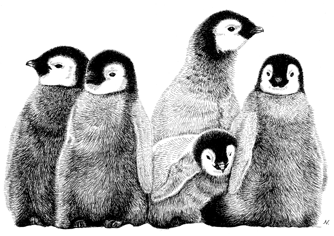 ペン画「皇帝ペンギンの子供たち」B4サイズ - WANKOROTA'S GALLERY