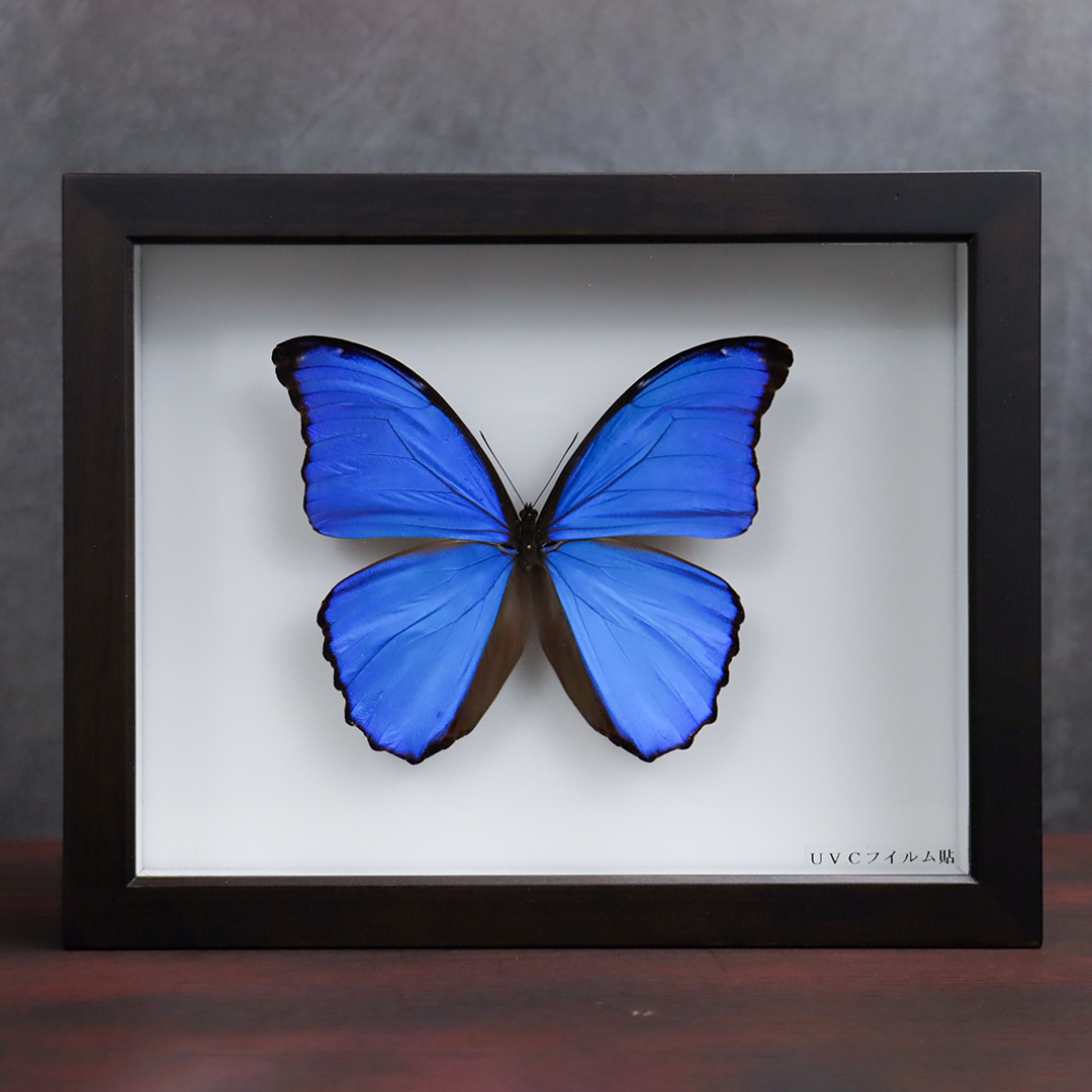 昆虫標本箱（ドイツ箱）モルフォ蝶2頭入り - T-WOOD'S GALLERY | minne