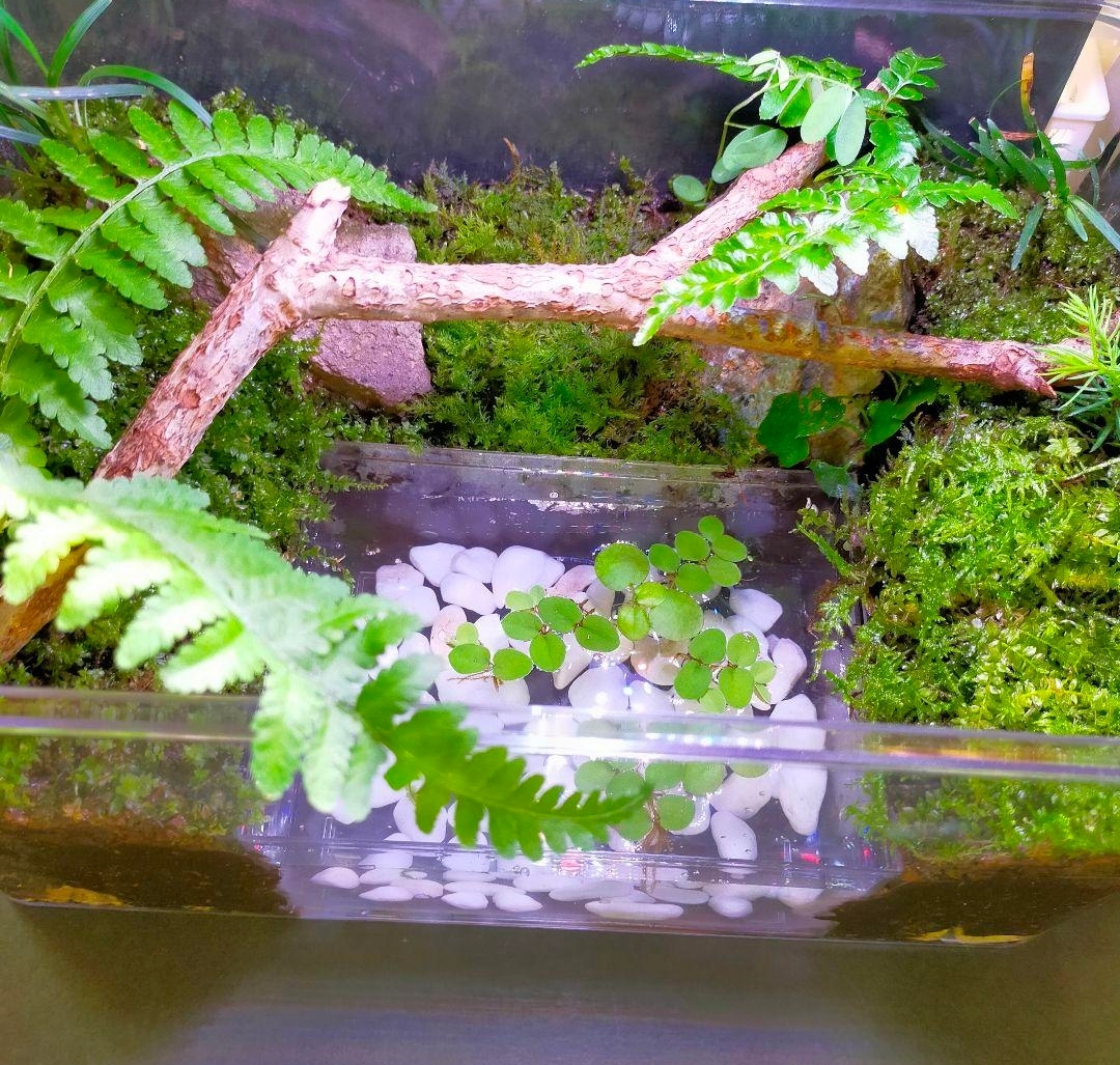 ミストメーカー他 観賞魚＆爬虫類＆両生類ビバリウム・テラリウム作成