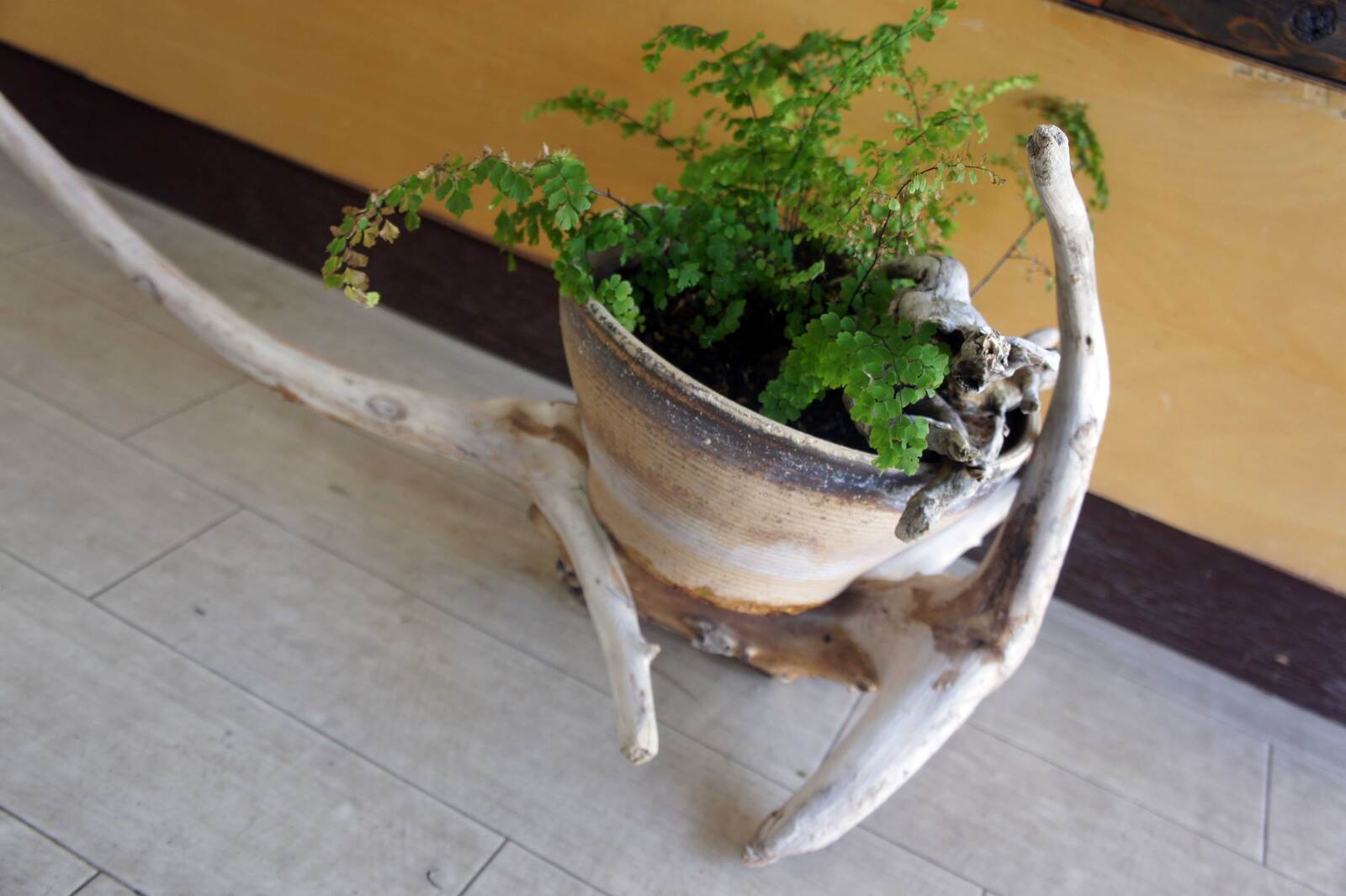 流木 大型サイズ インテリア オブジェ おしゃれ 爬虫類 登り木